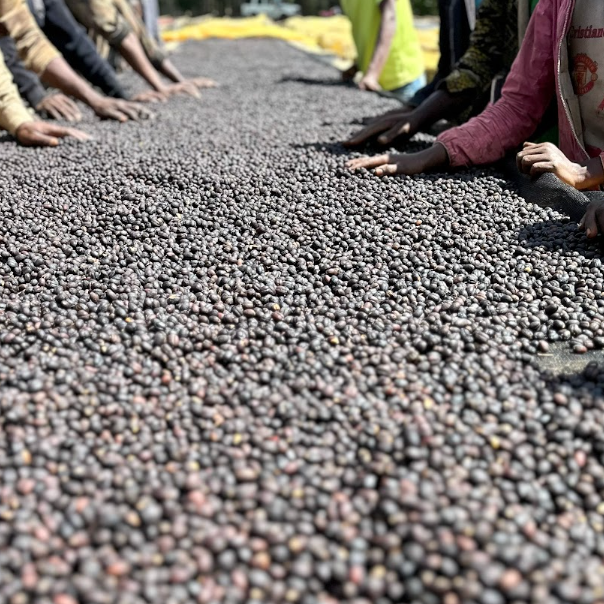 A large spread of dark, round coffee cherries being handled by several people whose hands and arms are visible along the sides in an outdoor setting.