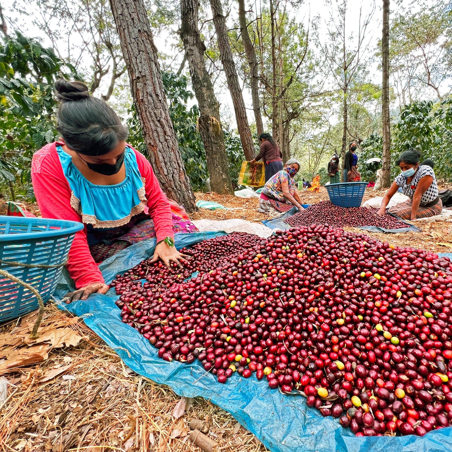 Guatemala Santa Felisa SL28