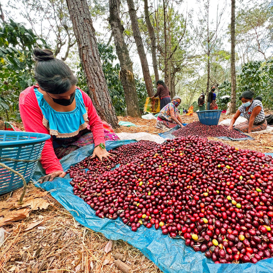 Guatemala Santa Felisa SL28